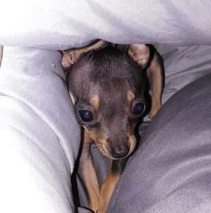 Meet your Posher, Dan